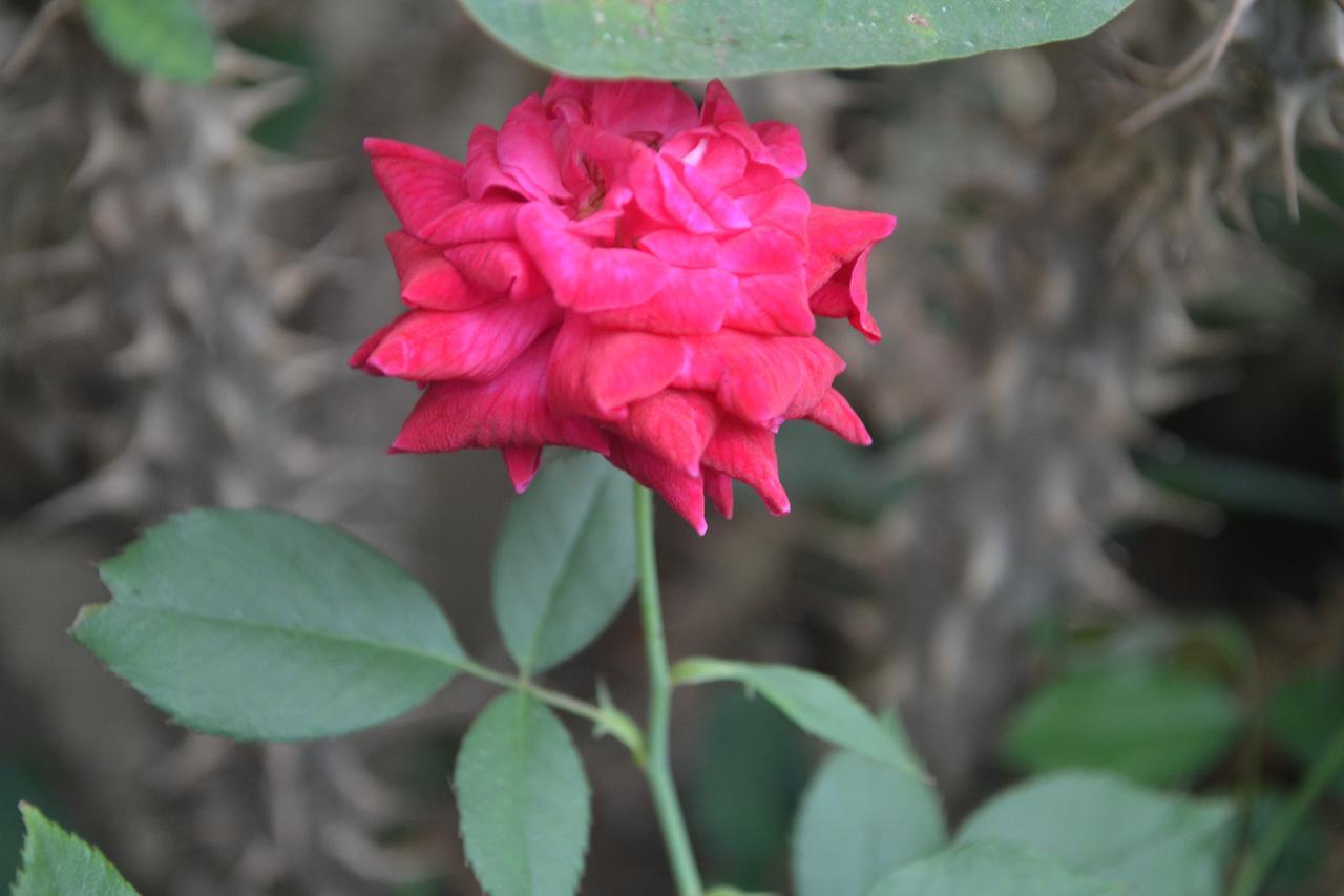 Hotel Sun Plaza-Near Konark Sun Temple- Couple Friendly-Best Choice Of Travellers Exteriör bild